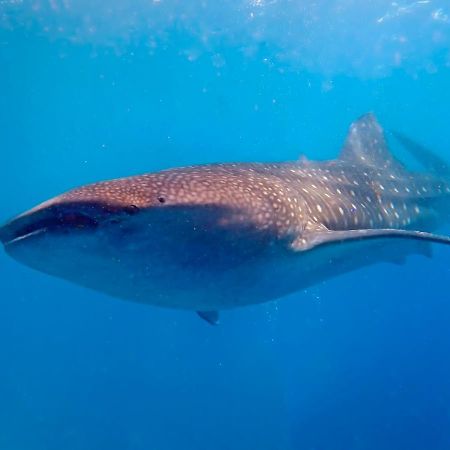 Magic Oceans Dive Resort Анда Екстериор снимка